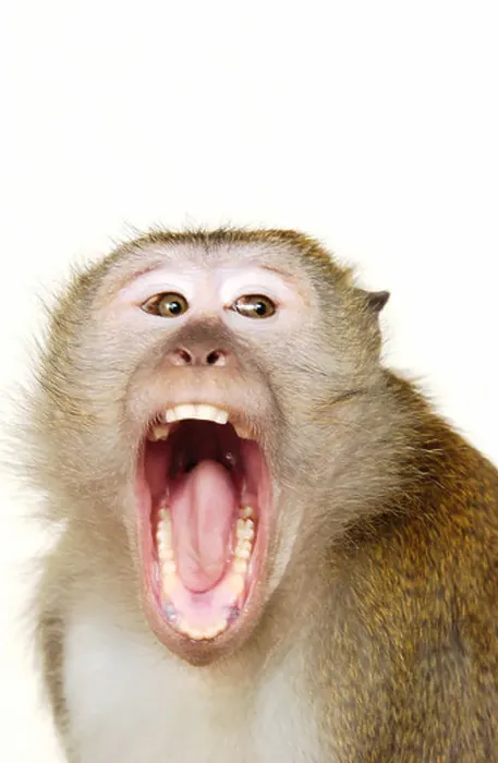 Framed Print : Monkey with Mouth Open Print Framed Print : Monkey with Mouth Open Print