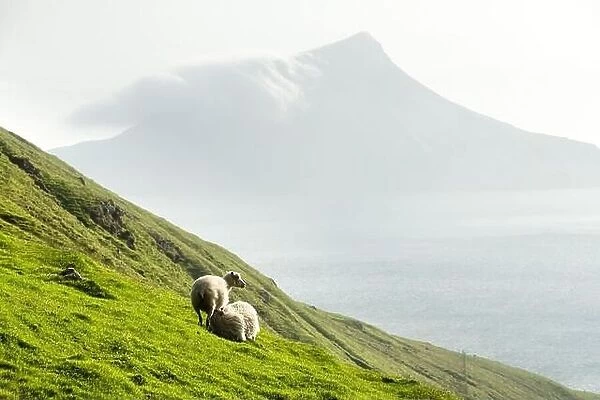 Morning view on the summer Faroe islands with two sheeps on a foreground. Streymoy island, Denmark. Landscape photography