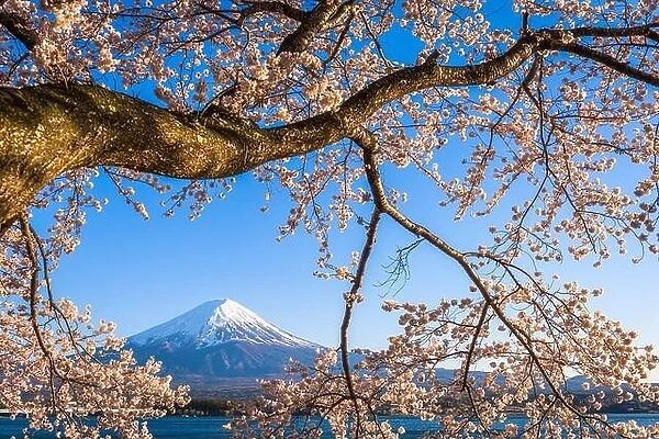 Mt. Fuji, Japan on Lake Kawaguchi during spring season