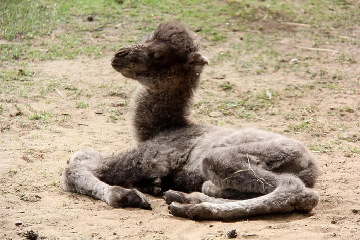 Framed Print : Newborn Camel Print Framed Print : Newborn Camel Print