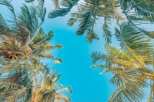 Palm trees with sky in the background. Vacation under a palm tree on the shore of the island under a blue sky in the tropics, artistic nature view
