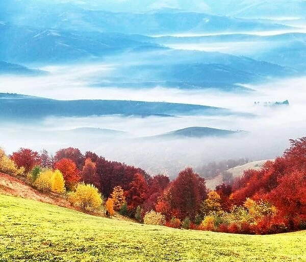 Panorama of picturesque autumn mountains with red beech forest on the foreground and foggy ranges on the background. Landscape photography
