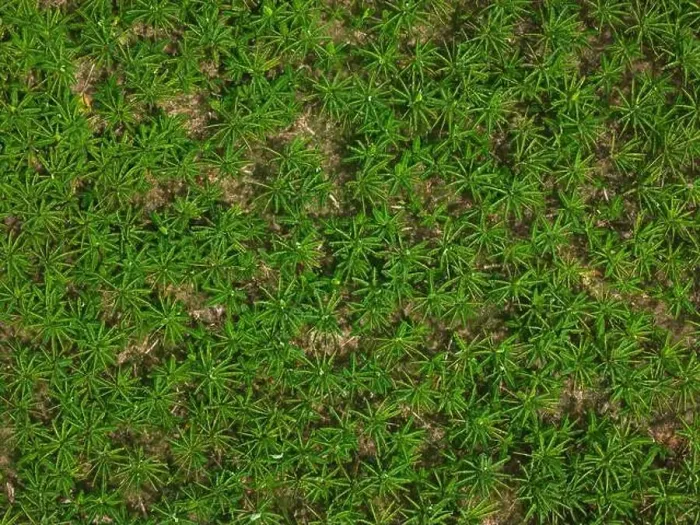 Framed Print : Green Tree Leaf Drone View Print Framed Print : Green Tree Leaf Drone View Print