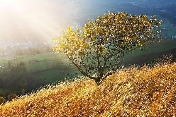 Picturesque autumn mountains with yellow grass and orange tree in the Carpathian mountains, Ukraine. Landscape photography