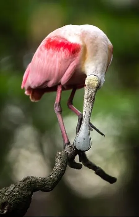 Framed Print : Roseate Spoonbill Print Framed Print : Roseate Spoonbill Print