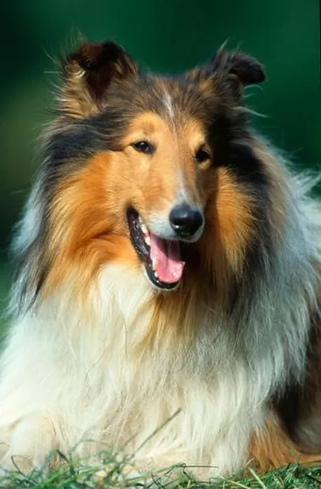 Framed Print : Rough Collie Print Framed Print : Rough Collie Print