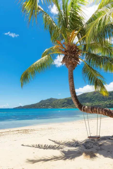 Framed Print : Sandy Beach Print with Palm Trees Framed Print : Sandy Beach Print with Palm Trees