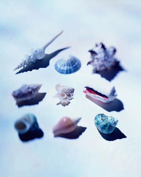Framed Print : Shell Collection Print Framed Print : Shell Collection Print