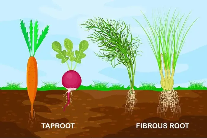 Framed Print : Taproot and Fibrous Root Print Comparison