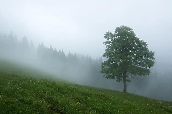 Alone tree in the fog. Beautiful Carpathian mountains in summer time, Ukraine, Europe