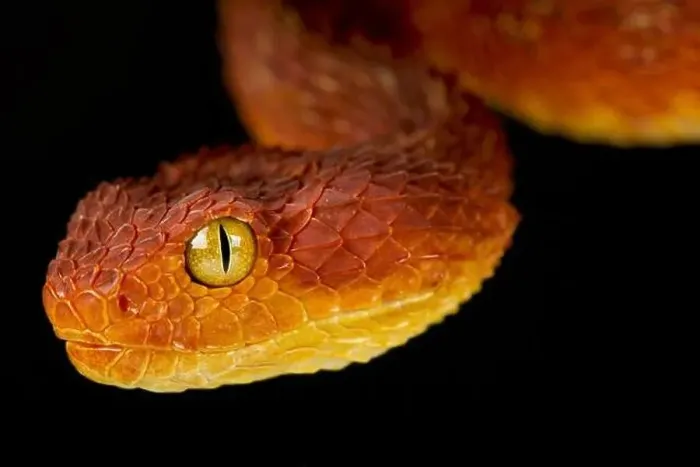 Framed Print : Variable Bush Viper Print (Atheris squamigera) Framed Print : Variable Bush Viper Print (Atheris squamigera)