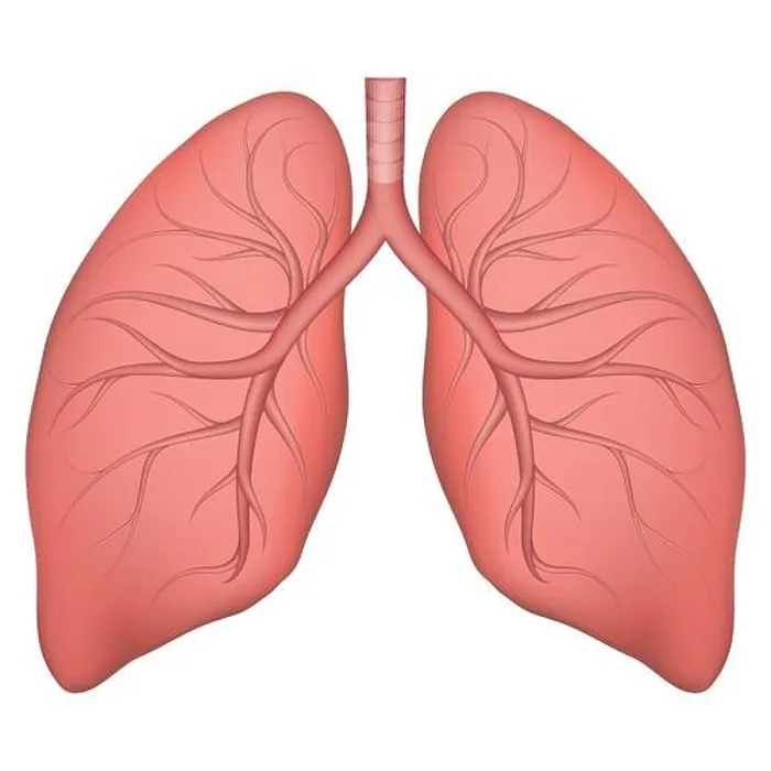 Framed Print : Human Lung Structure Print Framed Print : Human Lung Structure Print