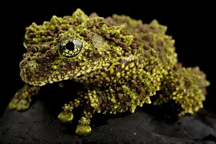 Framed Print : Vietnamese Mossy Frog Print