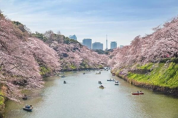 View of massive cherry blossoming in Tokyo, Japan as background. Photoed at Chidorigafuchi, Tokyo, Japan