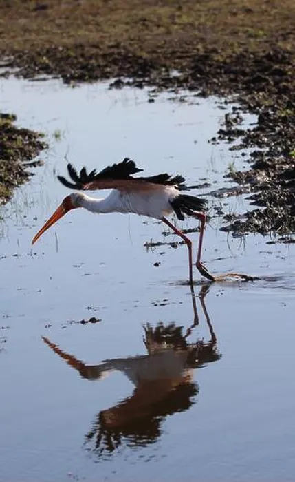 Framed Print : Botswana Wading Birds Print Framed Print : Botswana Wading Birds Print