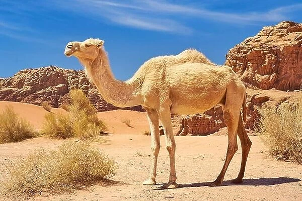 Wildlife camel in the Wadi Rum Desert, Jordan