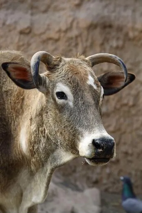 Framed Print : Zebu Zebu Print - African Wild Ox Framed Print : Zebu Zebu Print - African Wild Ox