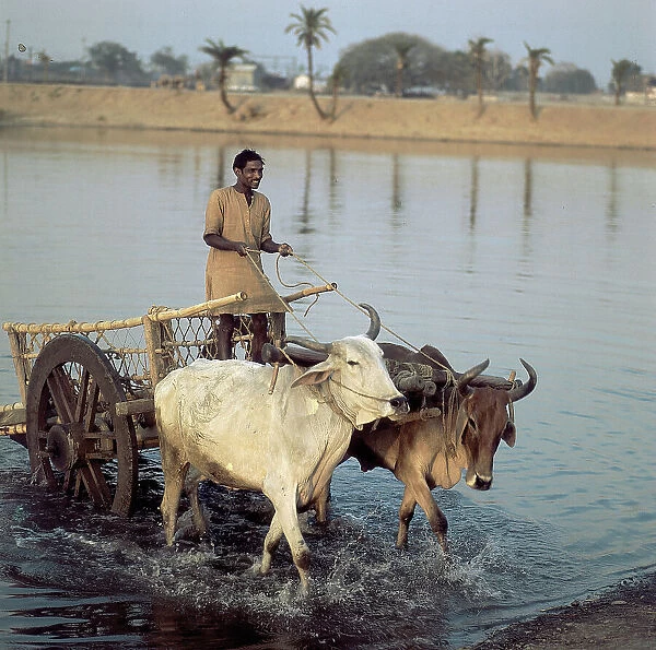Bihar India Bihar. Date of Photograph:1965
