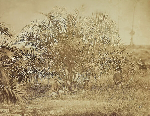 From the album belonged to Odoardo Beccari ?24 October 1877 - 4 January 1879?, Oil palm (Elaeis guineensis) near Sarawak in Borneo, Malaysia