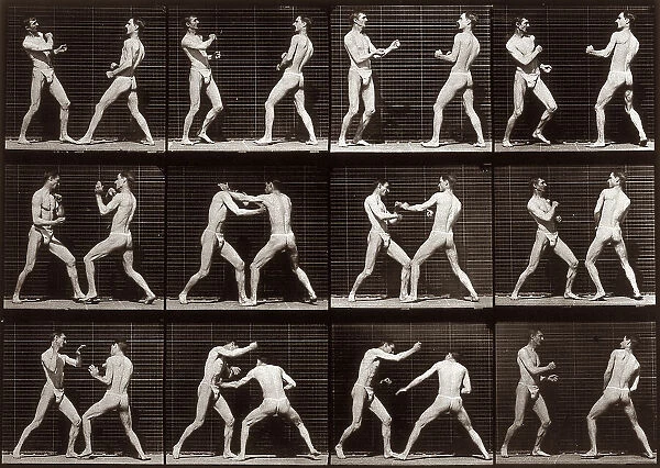 'Animal Locomotion' (plate 338): sequence with two half naked men fighting