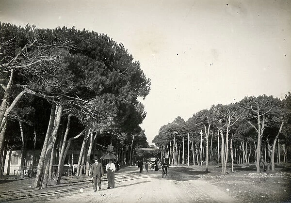 Animated view of M. Polo Street in the pinewood of Viareggio