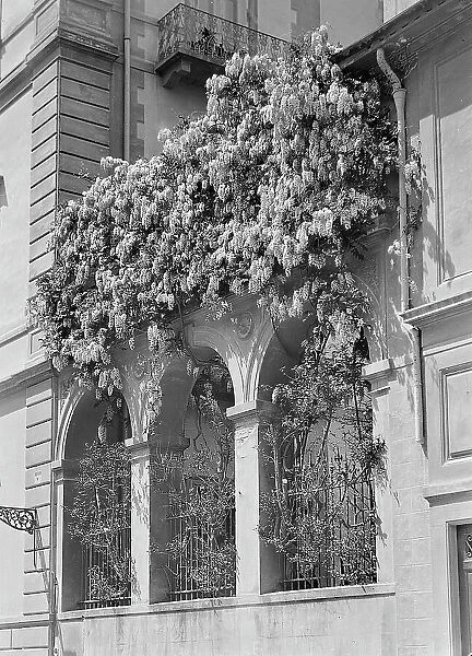 Balcony with wisteria in via Cherubini in Florence
