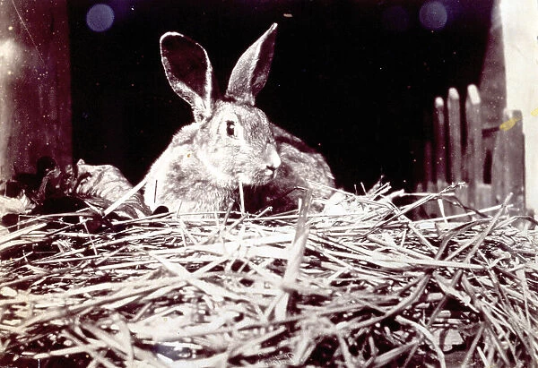 Close up of a rabbit squatting on a pile of hay