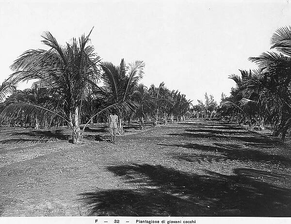 A coconut plantation in Somalia