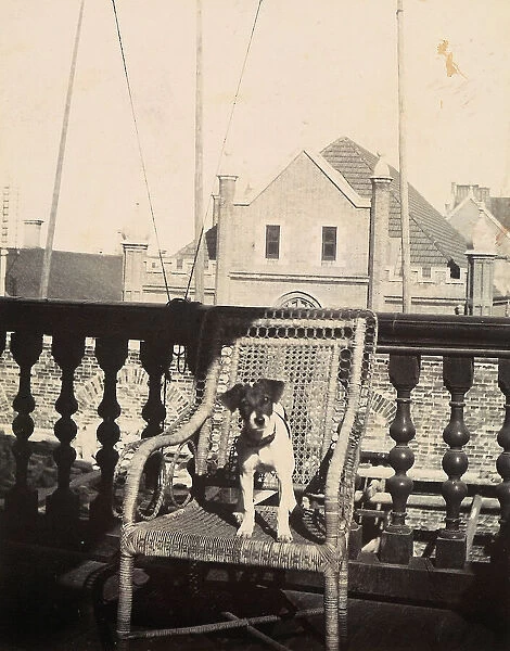 A dog on a chair, on the deck of a house