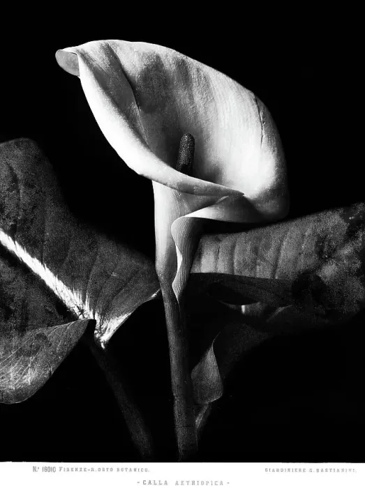 Framed Print : Calla lily flower