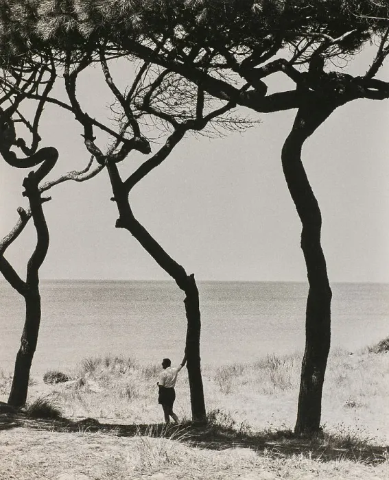 Framed Print : A man leaning on the trunk of a pine tree on the seashore. The tree casts a shadow on the ground Framed Print : A man leaning on the trunk of a pine tree on the seashore. The tree casts a shadow on the ground