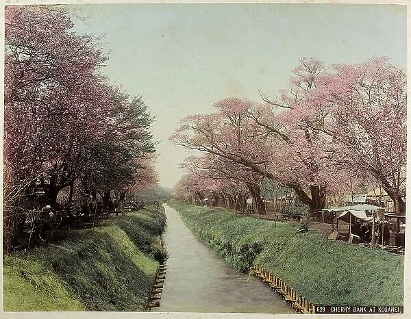 Flowering cherry trees in Koganei, Tokyo