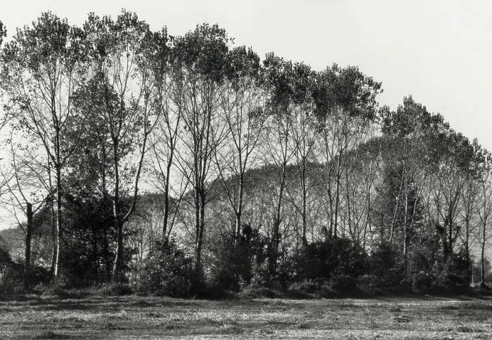 Framed Print : Forest in Barbata Framed Print : Forest in Barbata