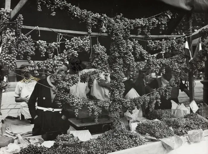 Framed Print : Grapes Piedmont. Date of Photograph:1920-1930 Framed Print : Grapes Piedmont. Date of Photograph:1920-1930