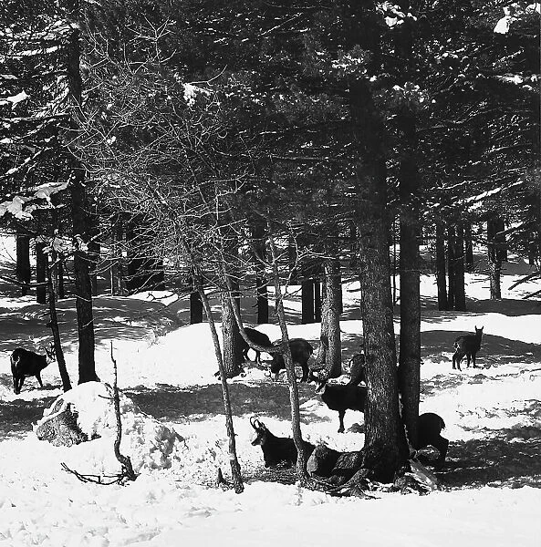 A group of chamois eating and resting, in the snow in Valle dell'Engadina, in Switzerland
