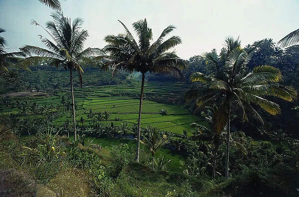 Island of Java. Just blossomed paddy fields