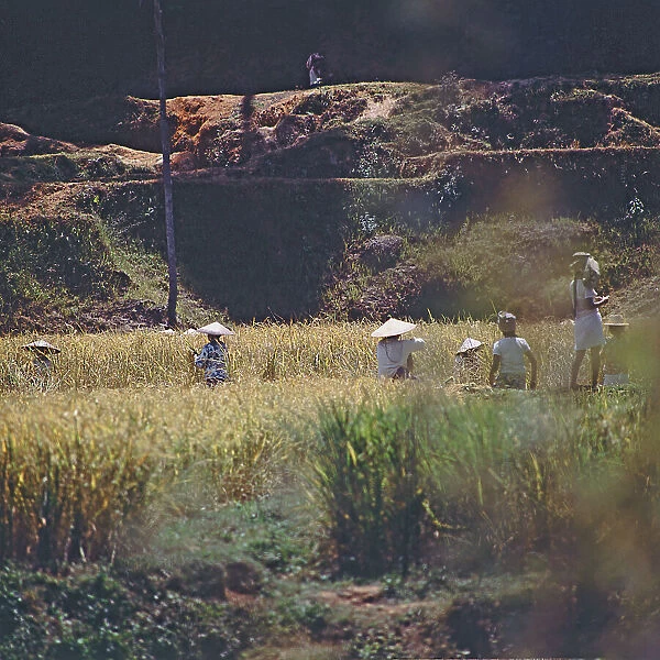 Island of Sulawesi (Celebes), Ethnic group toraja, Community life during the rice harvest