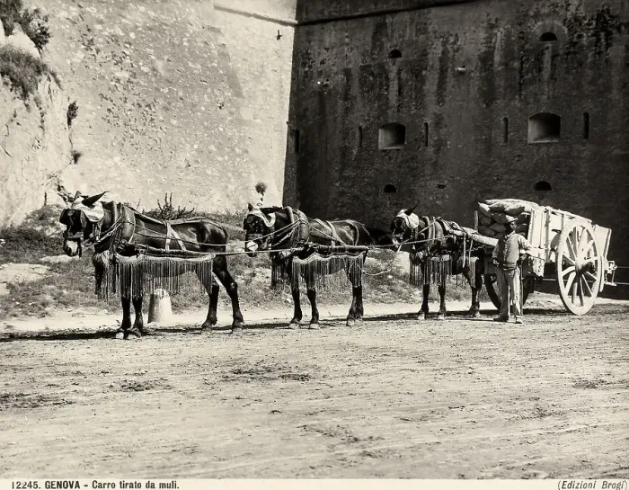 Framed Print : A man opposite to a waggon pull by mules Framed Print : A man opposite to a waggon pull by mules