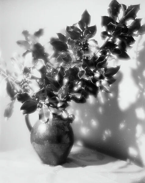 Mistletoe branches in pots; Photo studio