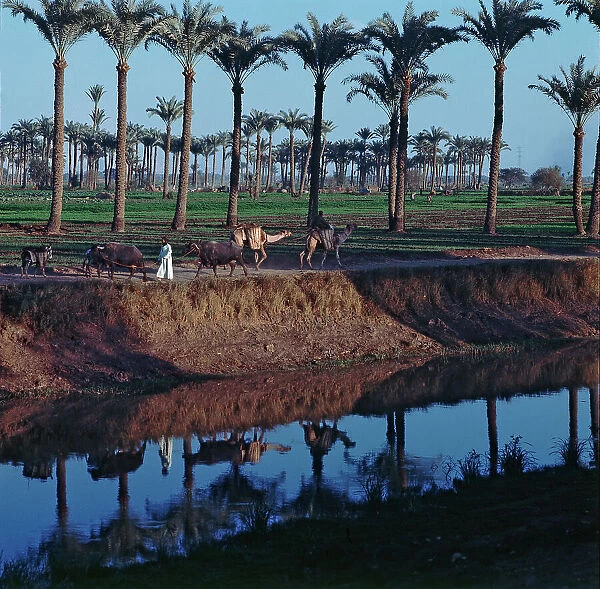 Nile Delta: the countryside, people on mules, working in the fields and villages along the banks of the river