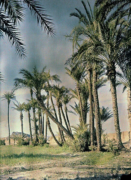 Palm trees at Marrakech, Marocco