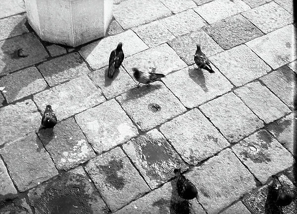 Pigeons on the streets of Venice