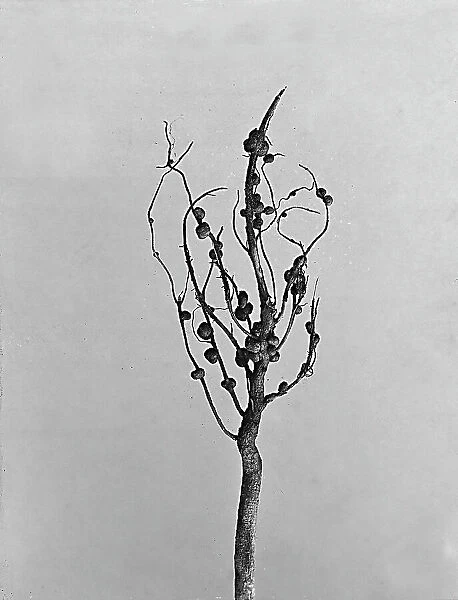 Plant root