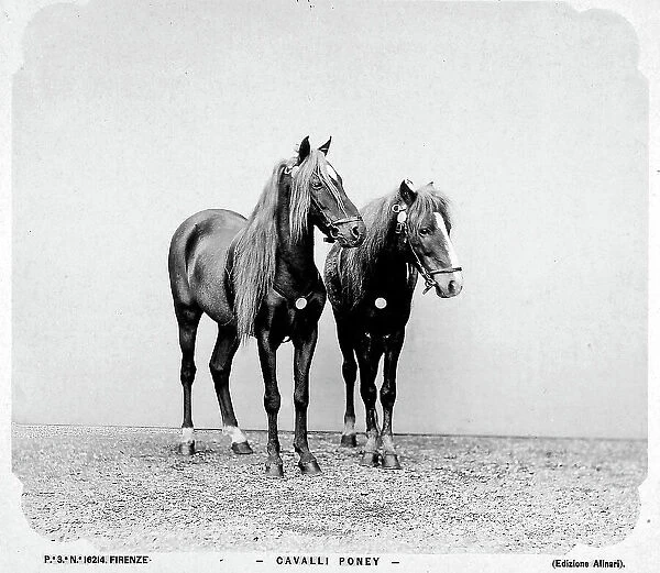 Ponies Florence. Date of Photograph:ante 1896