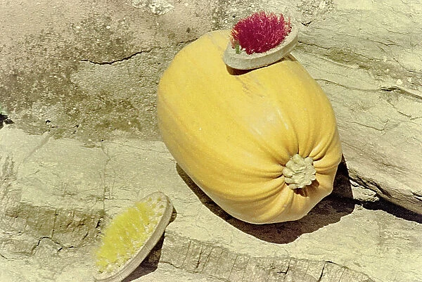 Pumpkin Tuscany. Date of Photograph:1960 ca