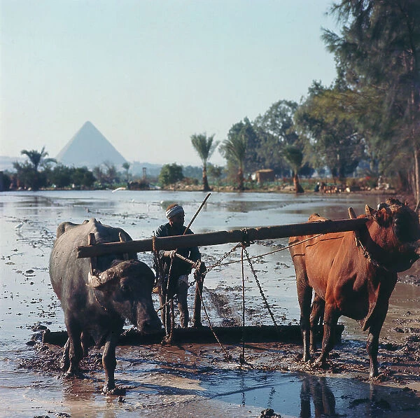 Pyramids seen from rice paddies plowed