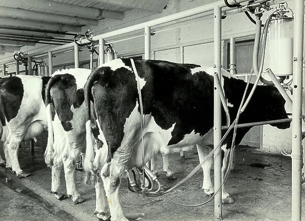 The scene shows the milking of some cows in a farm with modern machines