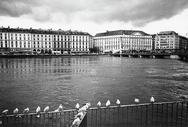 Seagulls on a railing, on the river which runs through Geneva, in Switzerland