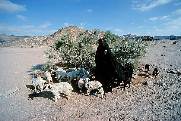 Sinai: Bedouin carries his small flock of goats in search of that little green that still survives in the desert