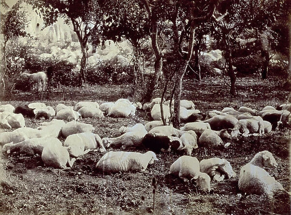 A small flock of sheep resting in a field in the shadow of young trees